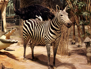 Бродилка "Эволюция" в Дарвиновском музее